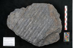 Foto (Objekt + Etikett) von Syringodendron cyclostigma Brongniart (NHMW-GEO-2024-0188-11111)